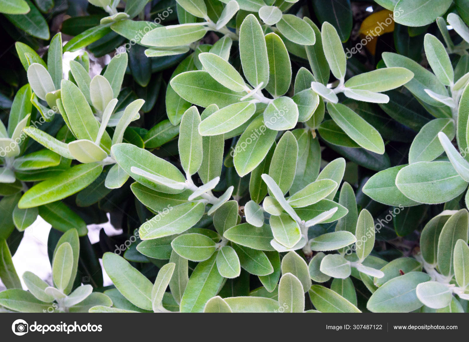Green Leaves Of Acca Sellowiana Tree Closeup Evergreen Shrub Stock Photo Image By C L Lika Green Leaves Of Acca Sellowiana Tree Closeup Evergreen Shrub Stock Photo Image By C L Lika
