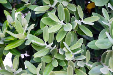 Acca sellowiana ağacı yakın çekim yeşil yaprakları. Evergreen çalı.