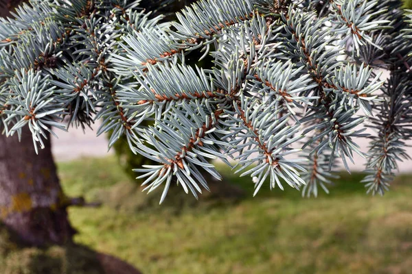 Vintergröna barrträd Picea pungens. Blå nålar på en trädgren närbild. — Stockfoto