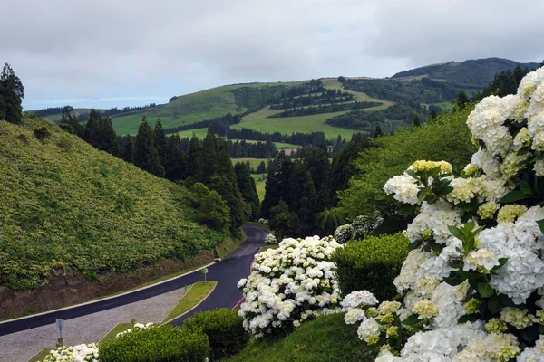 Bloeiwijzen van grote witte hortensia's tegen de achtergrond van een pittoresk landschap. Blad Hortensia. Giftige en helende Hortensia is een symbool van het eiland San Miguel, de Azoren, Portugal. — Stockfoto