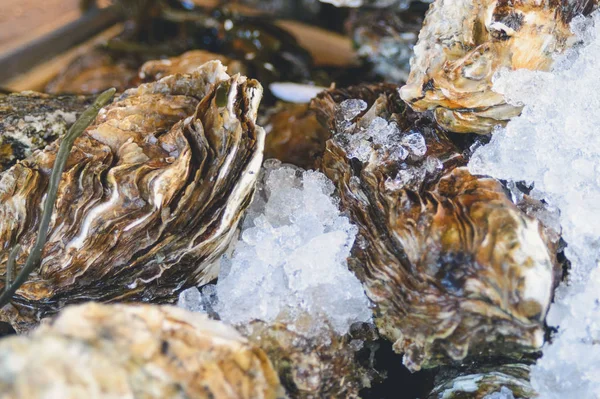 Grandes ostras frescas sobre hielo. Mariscos. Venta de ostras en un mercado de mariscos en Ostende, Bélgica. Primer plano . —  Fotos de Stock
