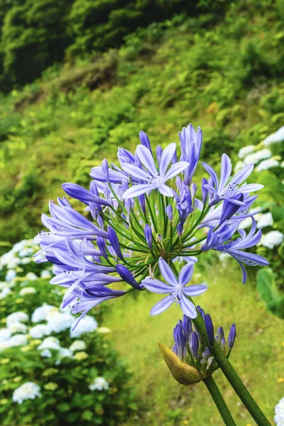 Blue agapanthus flowers on a blurry green background. Flower of Love. Agapanthus is used for indoor cultivation, landscape design and flower arranging. — Stockfoto