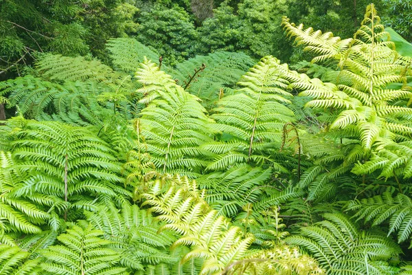 Stora ljusgröna blad av ormbunken Polypodiophyta. Våt skog på Azorerna, Portugal, San Miguel. Konsistens. — Stockfoto