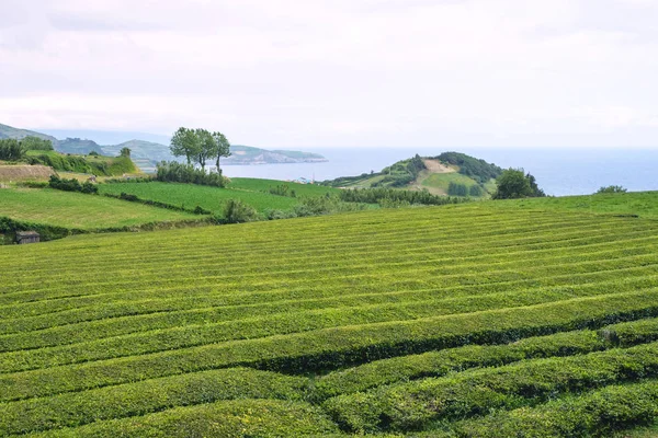 Trimmed bushes of Chinese camellia on a tea plantation on the island of San Miguel, Portugal. Tea grows in the Azores.