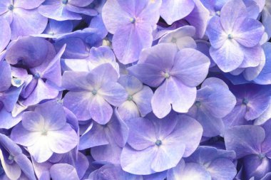 Büyük mavi ortanca (Latin Hydrangea makrophylla) kızılötesi türleri. Güzel, zehirli ve şifalı çiçek ortancaları. Portekiz, Azores, San Miguel adasının bir sembolü. Doku.