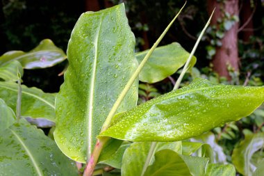 San Miguel, Azores 'deki yağmur sonrası Hedychium Gardnerianum ailesinin zencefil bitkisinin yapraklarına çiy damlaları düşer. Yeni bir hayatın doğuşu.