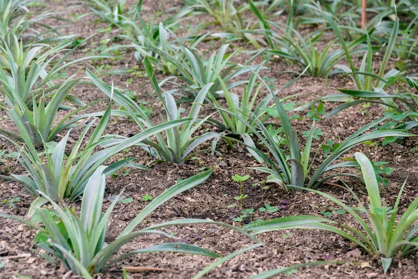 Cultivando piñas en un invernadero en la isla de San Miguel, Ponta Delgada, Portugal. La piña es un símbolo de las Azores . —  Fotos de Stock