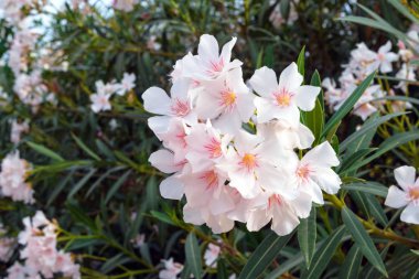 Neryum, pembe çiçekleri olan güzel, zehirli, uzun ömürlü bir bitkidir. Mavi gökyüzünün arka planında tropikal bitki.
