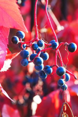 Güneşin altında parlak kırmızı üzüm yaprakları. Sonbaharın sonlarına doğru.