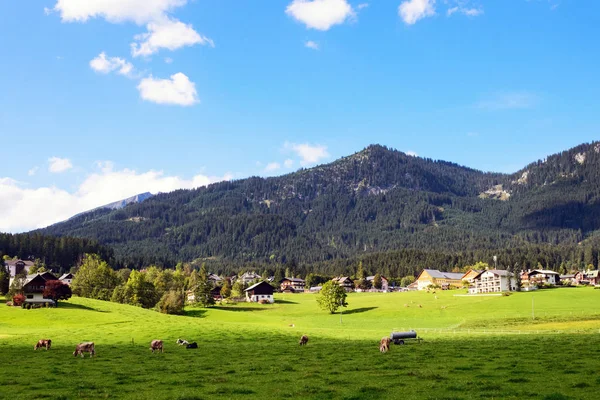 Vroege ochtend in Oostenrijk. Traditioneel Oostenrijks landschap: bergen, gezellige huisjes en groene gazons. Koeien grazen op het groene gras. Euro-reis. — Stockfoto