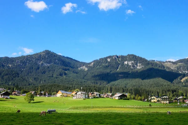 Vroege ochtend in Oostenrijk. Traditioneel Oostenrijks landschap: bergen, gezellige huisjes en groene gazons. Koeien grazen op het groene gras. Euro-reis. — Stockfoto