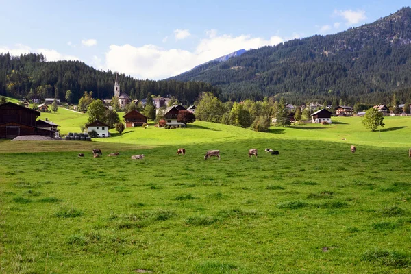 Vroege ochtend in Oostenrijk. Traditioneel Oostenrijks landschap: bergen, gezellige huisjes en groene gazons. Koeien grazen op het groene gras. Euro-reis. — Stockfoto