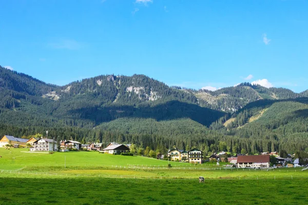 Vroege ochtend in Oostenrijk. Traditioneel Oostenrijks landschap: bergen, gezellige huisjes en groene gazons. Koeien grazen op het groene gras. Euro-reis. — Stockfoto