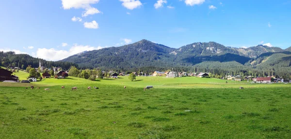 オーストリアでの早朝。伝統的なオーストリアの風景:山、居心地の良い家や緑の芝生。緑の芝生の上で牛の放牧。ユーロ旅行. — ストック写真