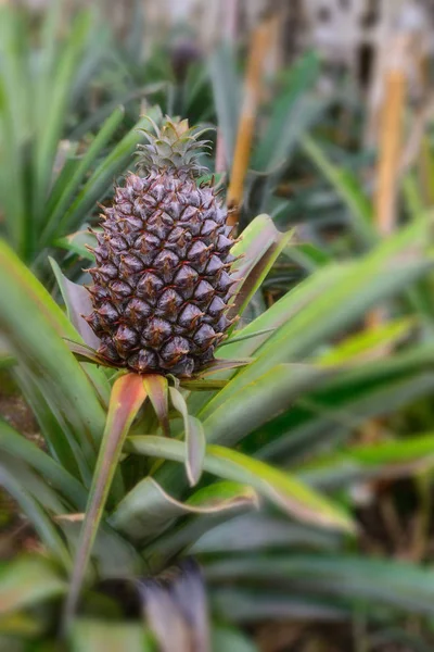 Coltivazione di ananas in una serra sull'isola di San Miguel, Ponta Delgada, Portogallo. L'ananas è un simbolo delle Azzorre . — Foto Stock