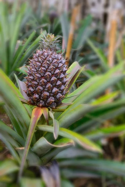 Growing pineapples in a greenhouse on the island of San Miguel, Ponta Delgada, Portugal. Pineapple is a symbol of the Azores. — Stock Photo, Image