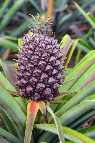 San Miguel, Ponta Delgada, Portekiz 'deki bir serada ananas yetiştiriyor. Ananas, Azorların bir sembolüdür.. — Stok fotoğraf
