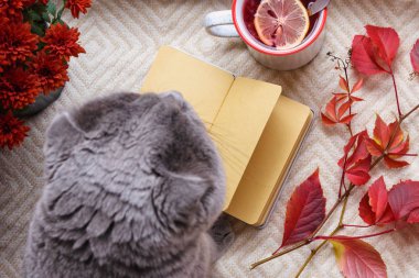 Sonbahar, İskandinav Hygge tarzında ev dekorasyonu. Meyve çayı, kırmızı kasımpatı ve battaniyesinde boş çarşaflar olan bir not defteri. Hygge konsepti.