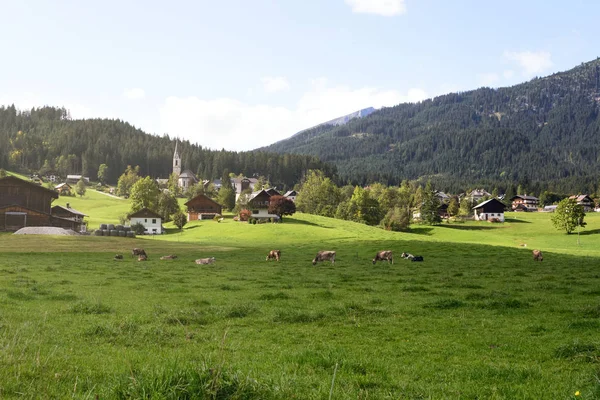 Vroege ochtend in Oostenrijk. Traditioneel Oostenrijks landschap: bergen, gezellige huisjes en groene gazons. Koeien grazen op het groene gras. Euro-reis. — Stockfoto