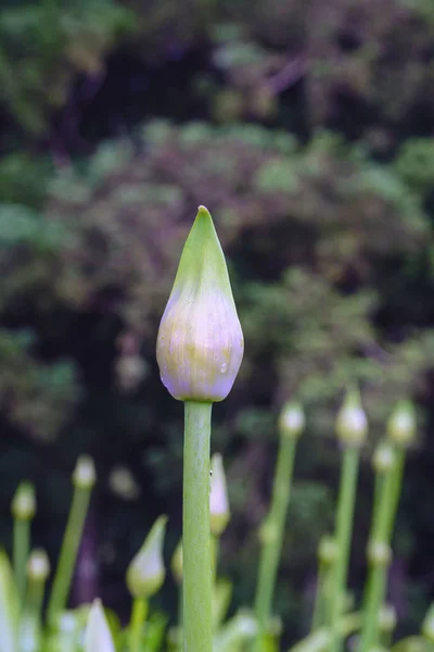 Knopen van Agapanthus africanus op een hoge stam na regen op het eiland San Miguel, Azoren, Portugal. Evergreen kruidachtige vaste plant. Flora van de Azoren. Eilandreis. — Stockfoto