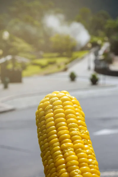 A yellow sweet corn cooked in boiling natural hot springs Furnas on the island of San Miguel, Portugal, Azores. — Stock Photo, Image