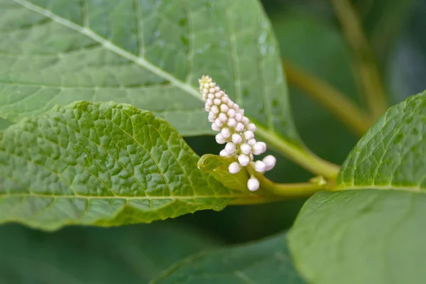 Flores Blancas Hojas Verdes Phytolacca Acinosa Hierba Hierba India Después — Foto de Stock