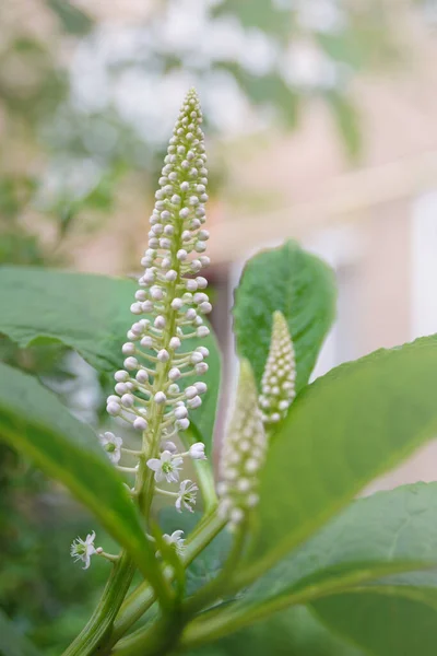 Białe Kwiaty Zielone Liście Trawy Phytolacca Acinosa Wodorosty Indyjskie Deszczu — Zdjęcie stockowe
