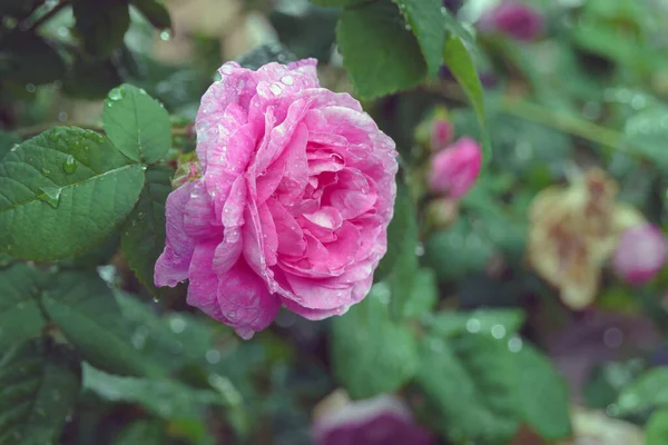 Große Regentropfen Auf Den Blütenblättern Einer Rosa Rose Garten Getönte — Stockfoto