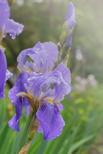 Stora Regndroppar Blå Iris Blommor Vackra Blommor Rabatten Efter Regn — Stockfoto