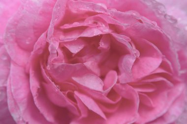 Pembe gül yapraklarının üzerindeki büyük çiy damlaları. Doku. Yakın plan..