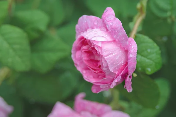 Nagy Esőcseppek Egy Rózsaszín Rózsa Szirmain Kertben Közelkép — Stock Fotó