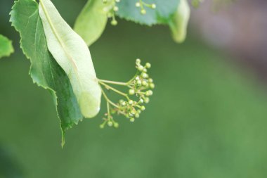 Yağmurdan sonra patlamamış ıhlamur çiçekleri. Tilia ağacının tomurcukları ve yaprakları. Yararlı şifalı bitkiler. Yakın çekim, bulanık.
