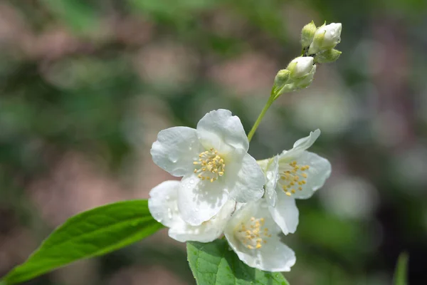 Las Tiernas Flores Blancas Burlan Las Hojas Naranjas Verdes Con — Foto de Stock