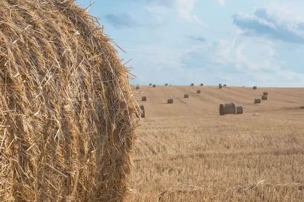 Bellissimo Paesaggio Rurale Ucraino Palla Paglia Sul Campo Cielo Blu — Foto Stock
