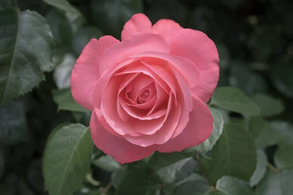 Delicate Roze Wilde Roos Bloemen Een Close — Stockfoto