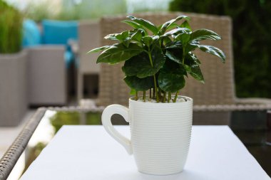 Masanın üzerinde beyaz bir fincanda Arap kahvesi (caffea arabica). Restorandaki masaları dekore etmek..