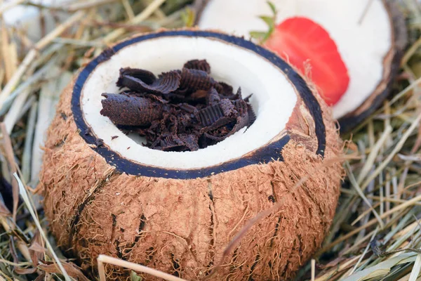 Chocolate Escuro Adorna Panna Cotta Uma Casca Coco Sobremesa Original — Fotografia de Stock