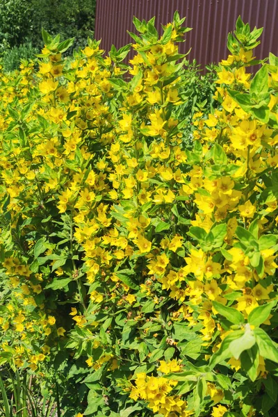 Zbliżenie Jasnożółtych Kwiatów Rośliny Lysimachia Punctata Teksturę Zakład Obróbki Projektowanie — Zdjęcie stockowe