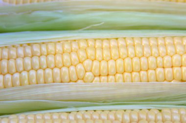 Hafif bir arka planda koçandaki olgun tatlı mısır. Popüler bir mısır gevreği. Yakın plan. Doku.