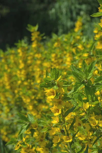 Gros Plan Des Fleurs Jaune Vif Plante Lysimachia Punctata Texture — Photo