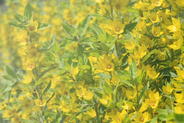 Close Bright Yellow Flowers Lysimachia Punctata Plant Texture Treatment Plant — Stock Photo, Image