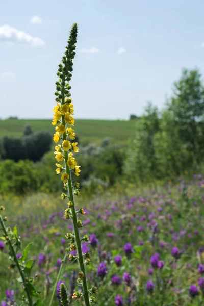 Kolorowe Dzikie Kwiaty Bliska Eupatoria Agrimonia Podróż Przez Ukrainę — Zdjęcie stockowe