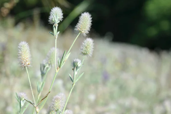 Clover Trifolium Arvensearvensis Herba Tarlasının Tüylü Çiçekleri Bokeh Bulanık Çiçek — Stok fotoğraf