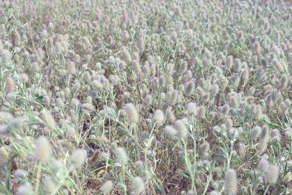 Fluffy Bloemen Van Het Veld Clover Trifolium Arvensearvensis Herba Bokeh — Stockfoto