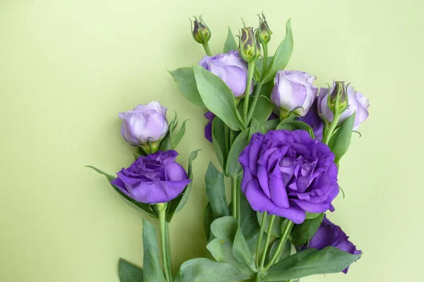 Yeşil arka planda mor güller. Bir hediye için alışılmadık çiçekler Eustoma. 