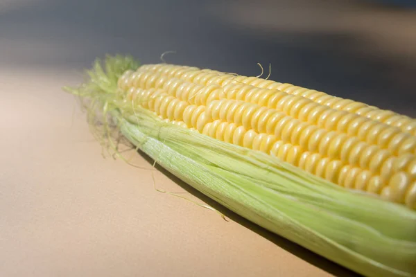 Érett Csemegekukorica Cob Fehér Háttér Napon Közeli Kép Népszerű Növényekről — Stock Fotó