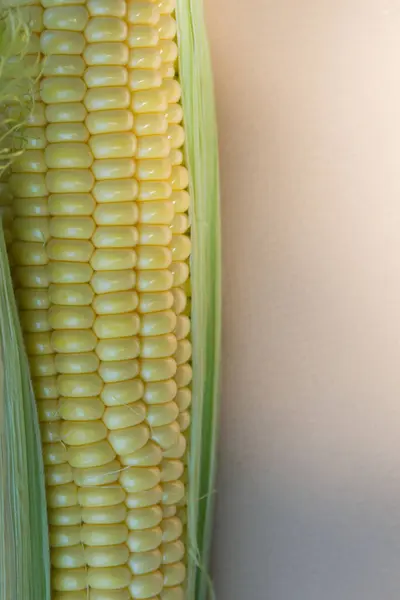 Maturare Mais Dolce Sulla Pannocchia Uno Sfondo Bianco Popolare Primo — Foto Stock