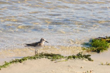 Güneşli bir yaz gününde nehir kıyısında küçük hızlı kuş Calidris Dakika.