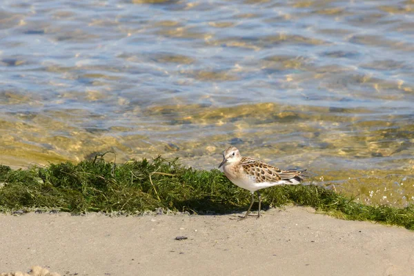 Маленькая Быстрая Птица Calidris Minuta Берегу Реки Возле Водорослей Орнитология — стоковое фото