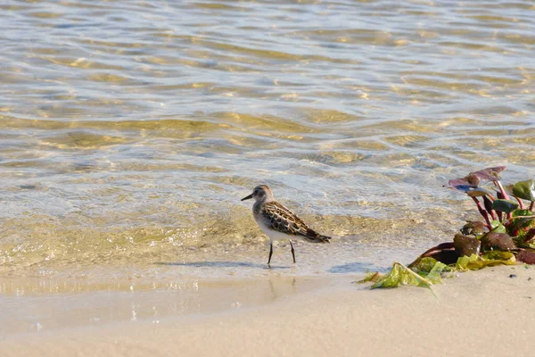 Small Fast Bird Calidris Minuta River Bank Sunny Summer Day — Stock Photo, Image